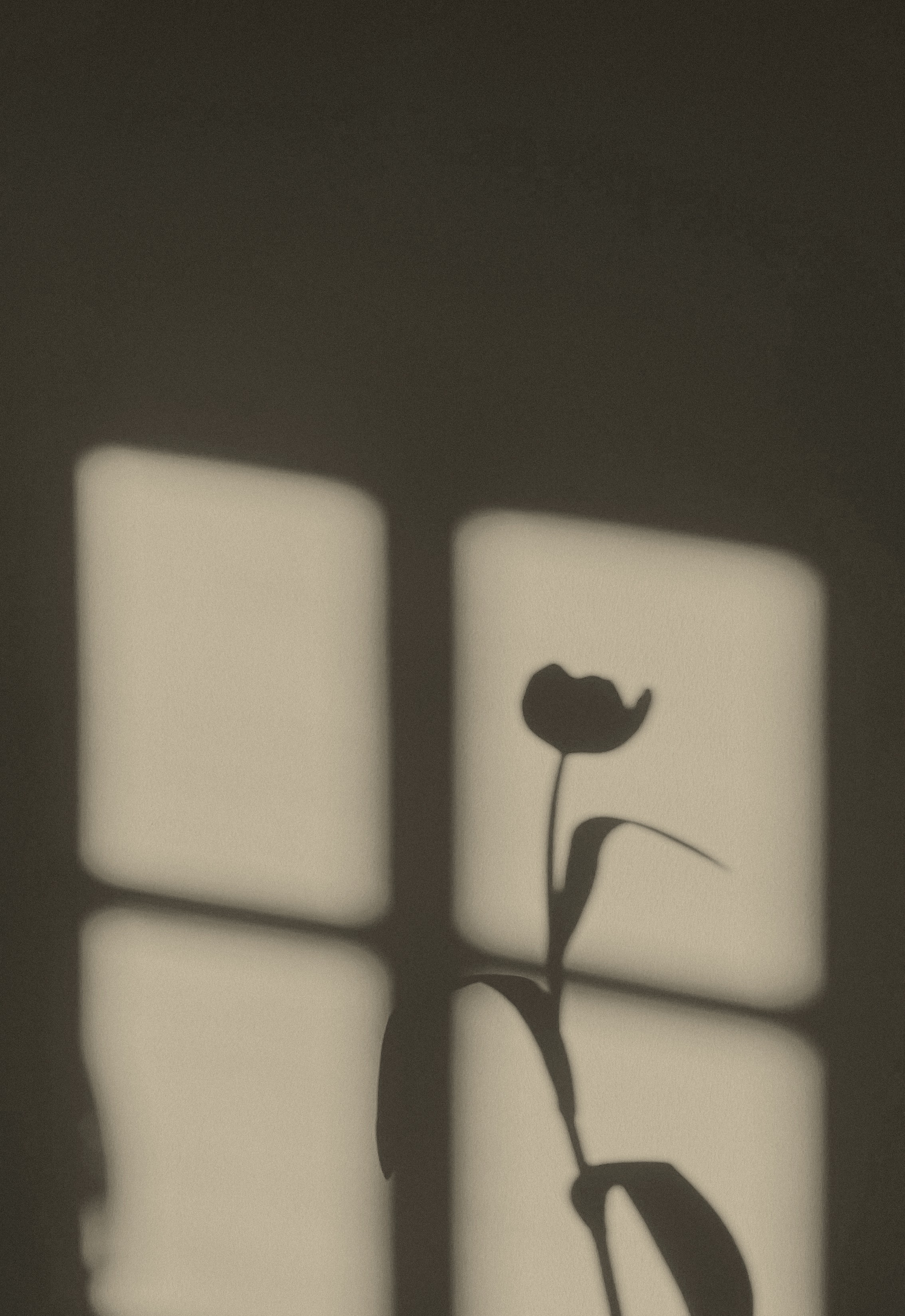 the shadow of a tulip